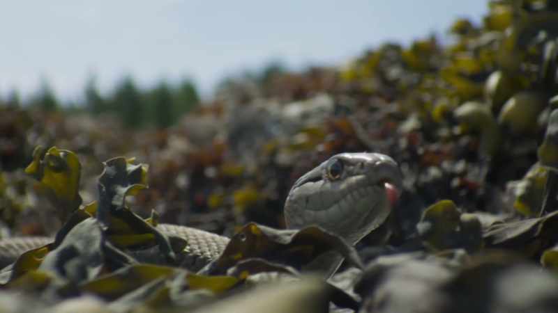 This is the aptly named wandering garter snake