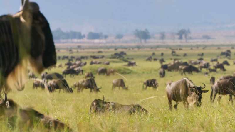 This is the best grazing on the continent