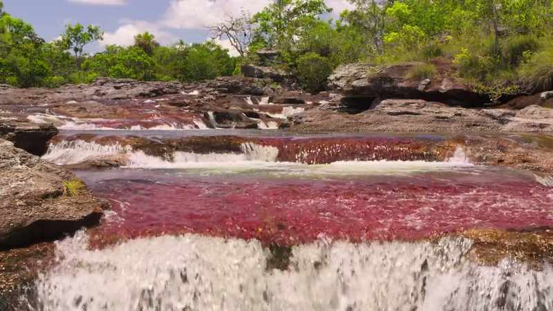 This is the Caño Cristales, Colombia's rainbow river