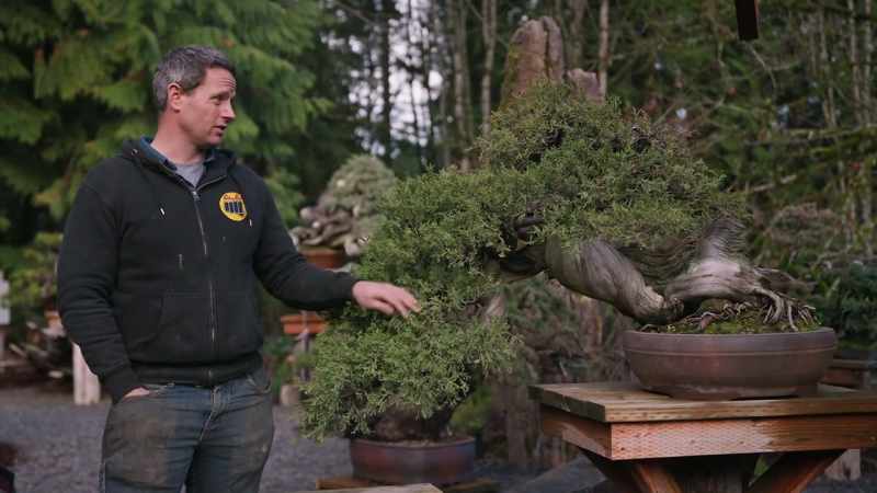 This is the first Rocky Mountain Juniper