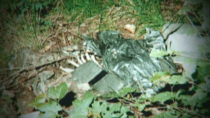 This was the first time I came across a skeleton