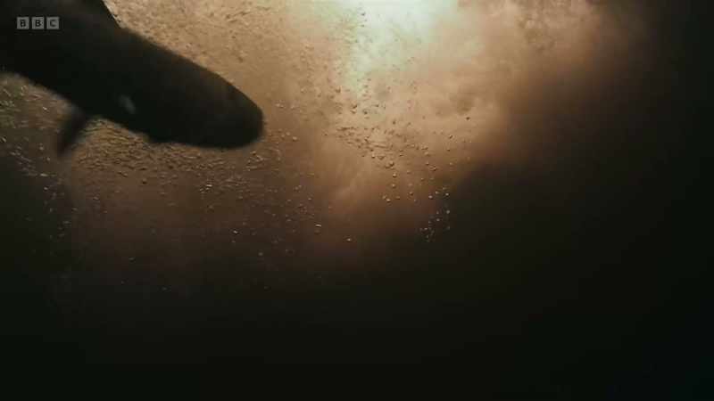 This was the first time salmon had been filmed leaping from underwater