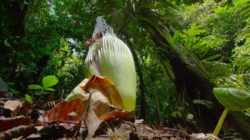 This is the largest flowering structure on the planet