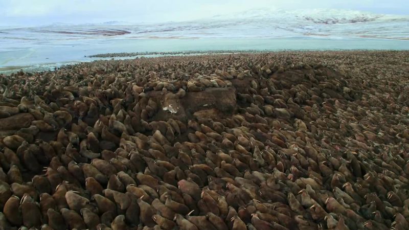 This is the largest gathering of walrus on the planet