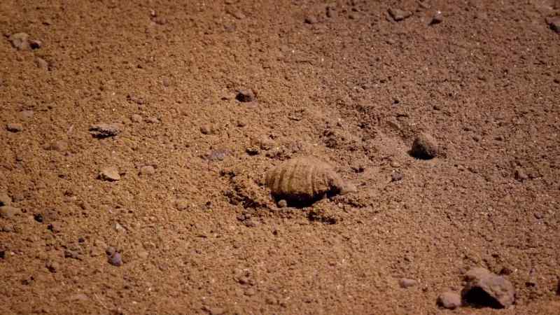 This is the lava of an ant-lion