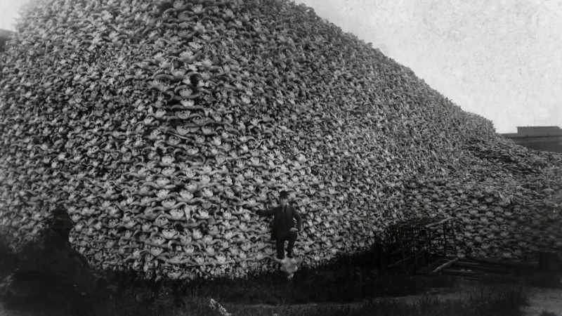 This is the murder of buffalo