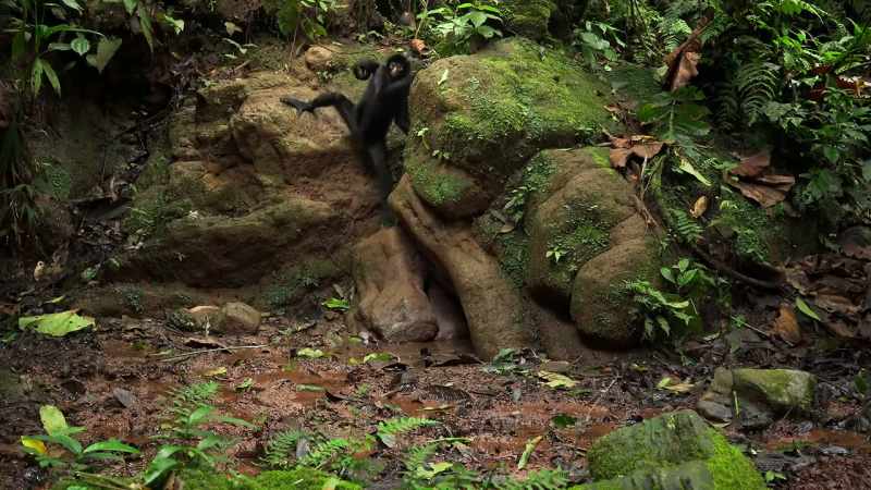 This is the only time a spider monkey ever sets foot on the ground