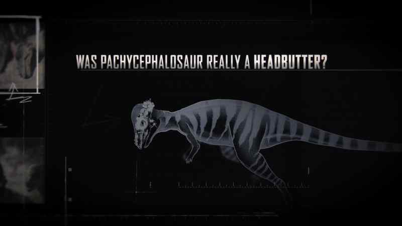 This is the skull of a pachycephalosaur