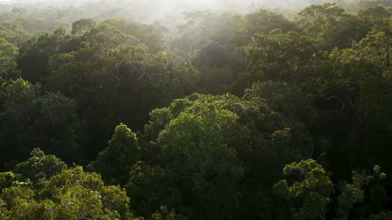 This is the world's most ancient rainforest