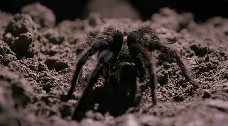 This thing is macabre. It's nightmarish