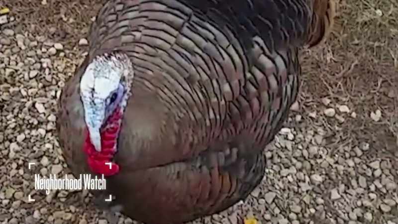 This is Tim, a wild turkey who's well known