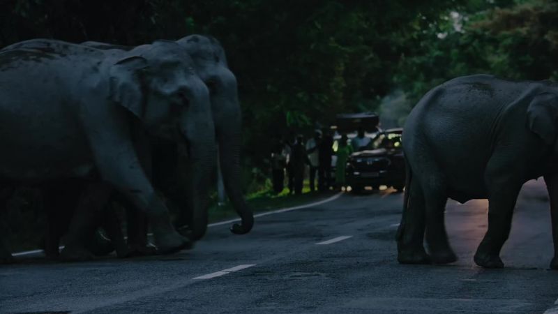 This time, a traditional respect for elephants prevents disaster