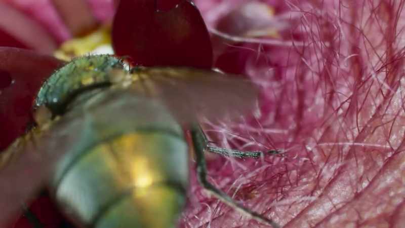 This time, however, when its clamped-up proboscis