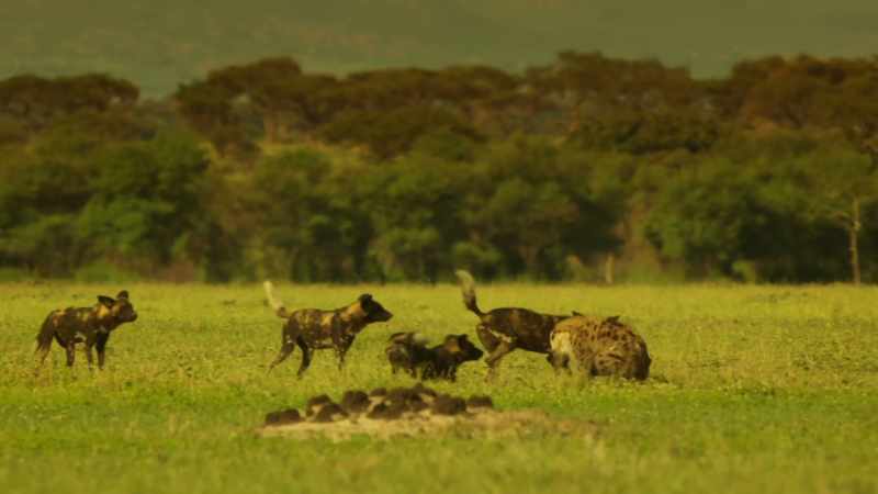 This time, the dogs separate Zalika from her clan