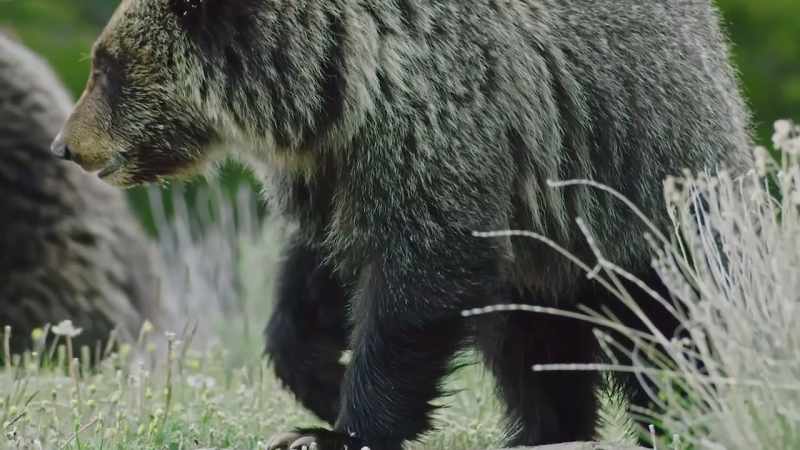 This time, the year-old cubs are ready to hunt