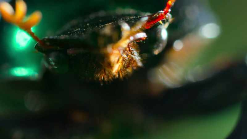 This tiny superhero keeps things clean in the canopy