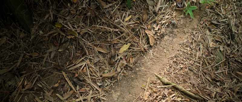 This trail that I just came across here