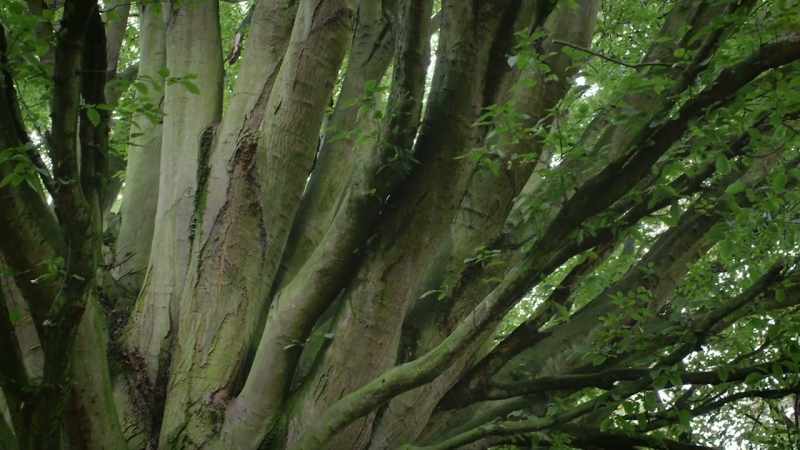 This tree is quite exceptional. It's huge, but very graceful