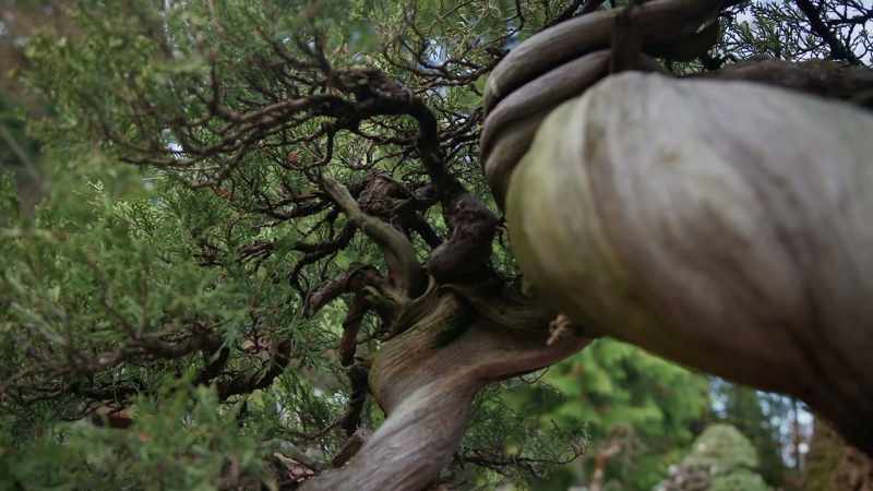 This tree really birthed the more wild aesthetic