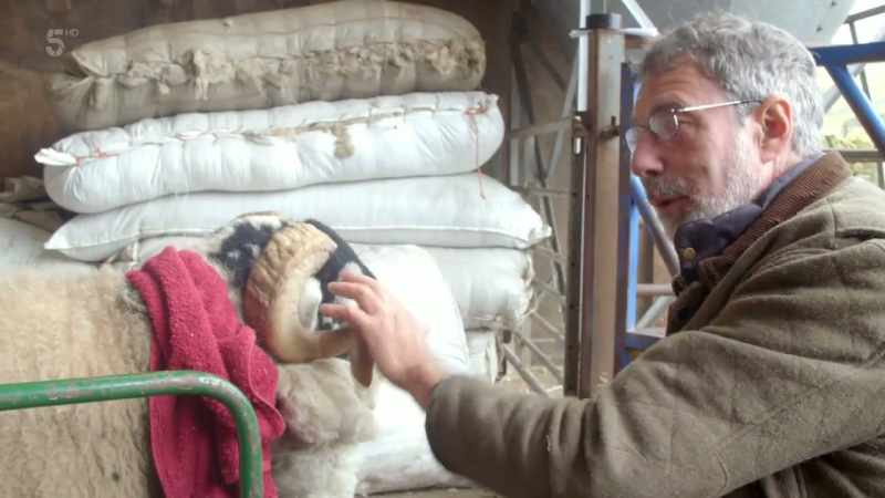 This tup, I've had him in my hands today for an hour