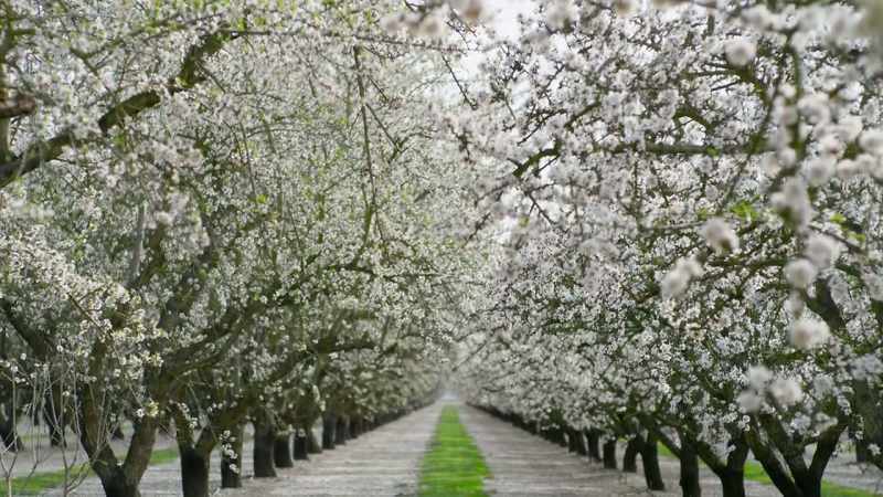 This type of intensive, streamlined agriculture