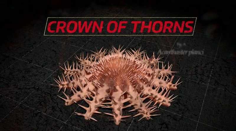 This venomous starfish was actually named
