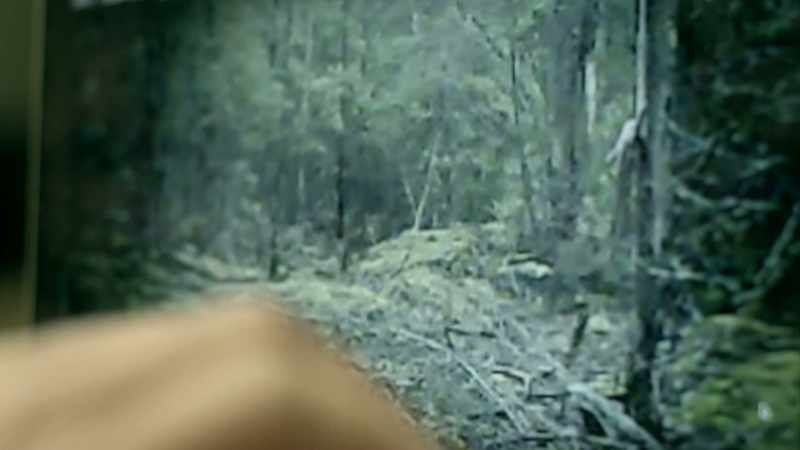 THIS VIDEO COULD PROVE THAT AN ANIMAL THAT ONCE WAS THOUGHT