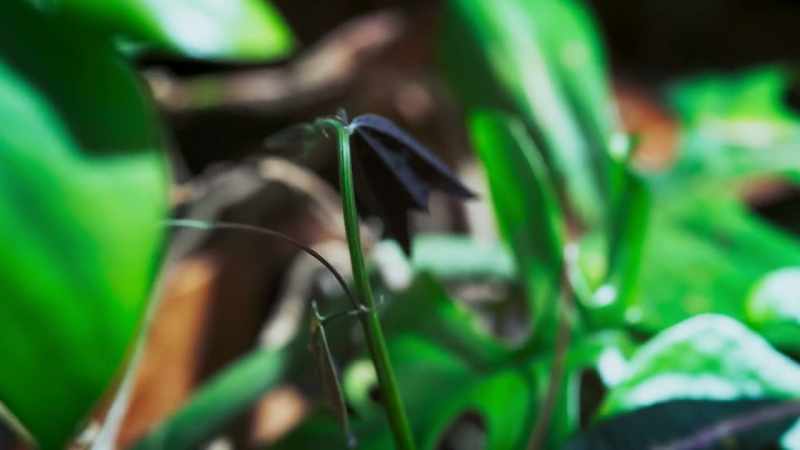 This vine is groping blindly around with its tendrils