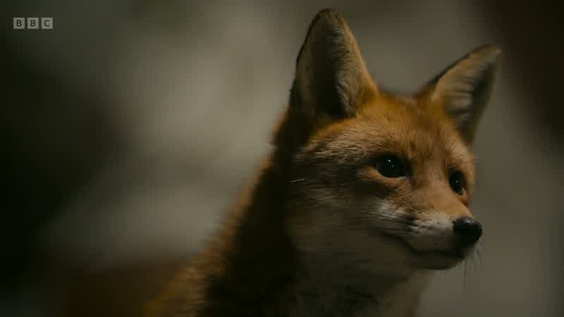 This vixen has secured a prime territory in Tottenham