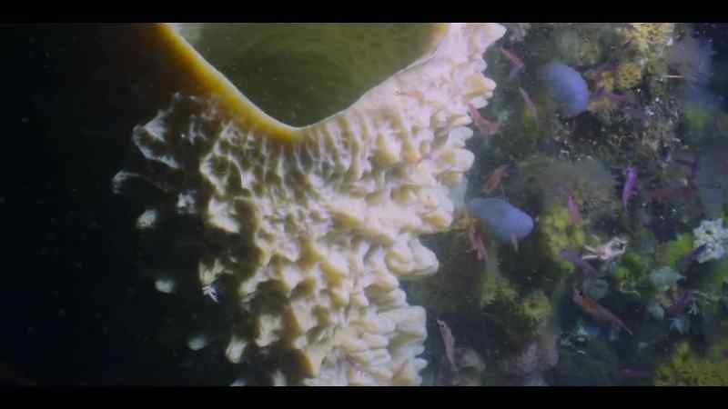 This volcano sponge was alive before the pyramids were built