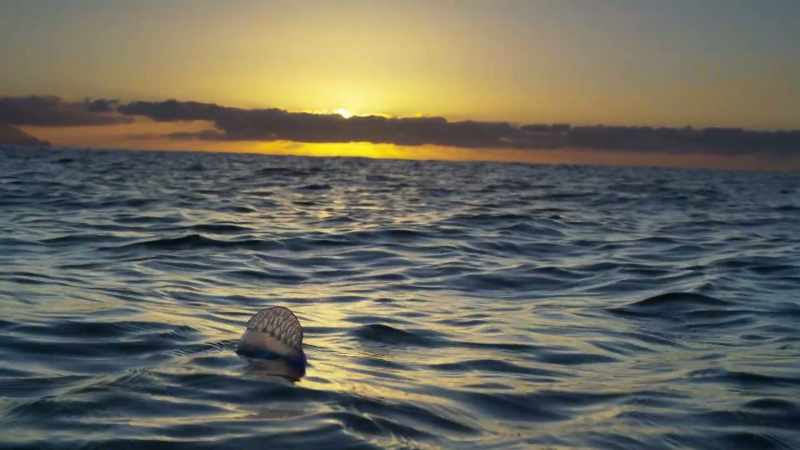 This voracious man o' war