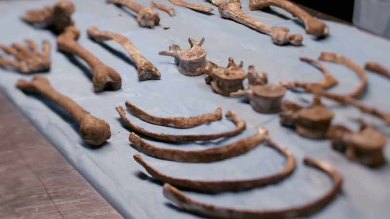 THIS WAS A CASE WHERE THE BODY WAS COMPLETELY DECOMPOSED