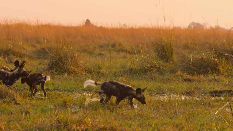 This wet ground is completely new to them
