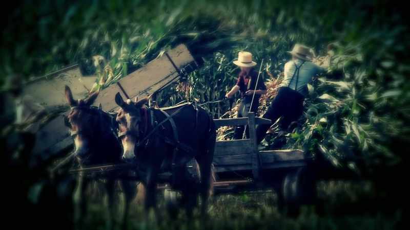 This is where I learned about corn husking by hand