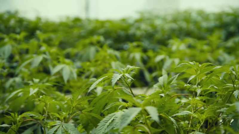 This is where plants come until they're big enough