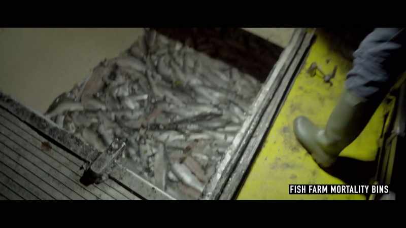 This is where salmon go to die from the farms