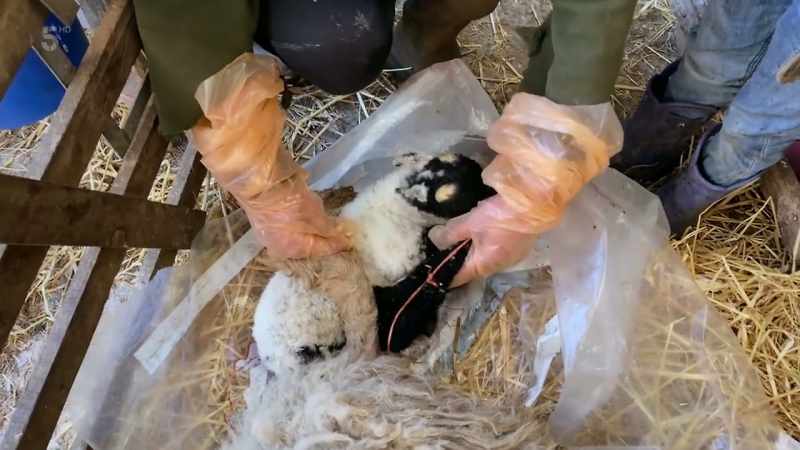 This is Wilson, the pet lamb