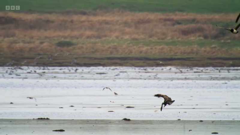 This young bird and all the other white-tailed eagles here on Islay