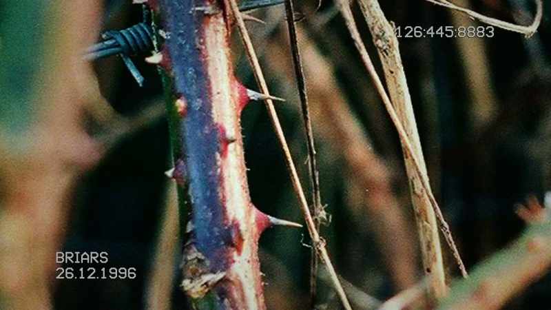 Thorny, extremely strong
