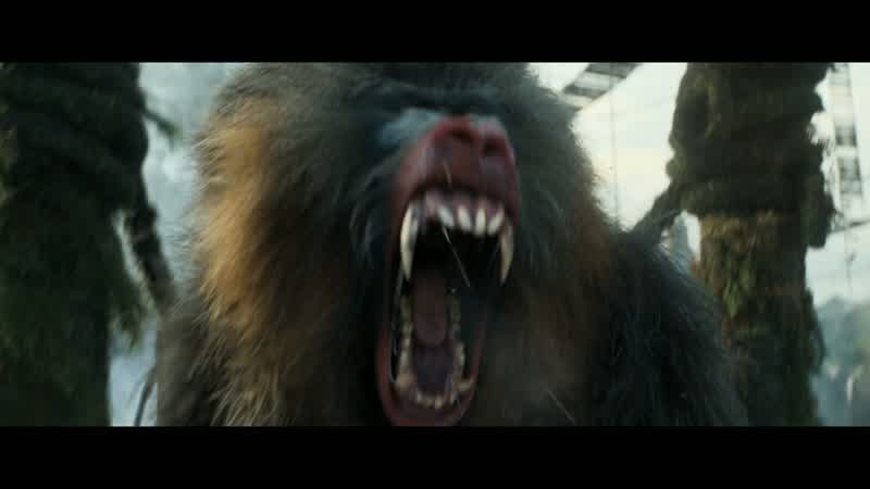 Those are mandrills