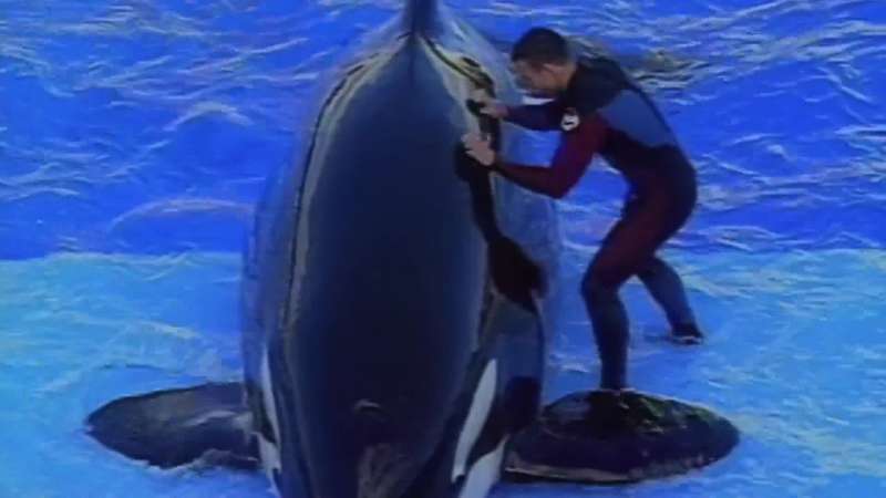 Those are not your whales
