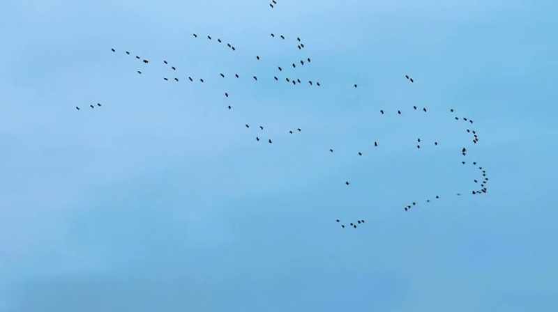 THOSE ARE THE SANDHILL CRANES MIGRATING, AND IN THE SPRING