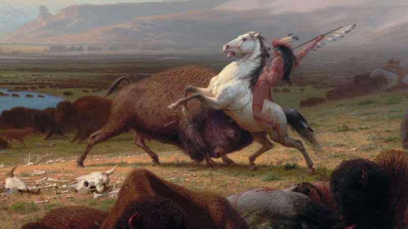 Those buffalo are mine.