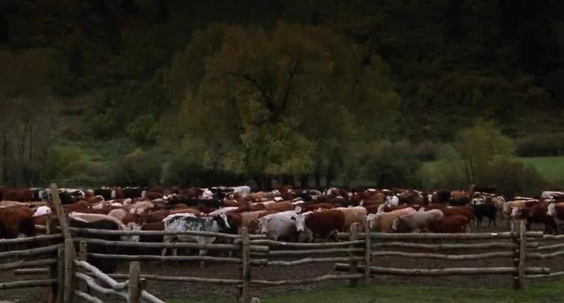 Those cows trusted us
