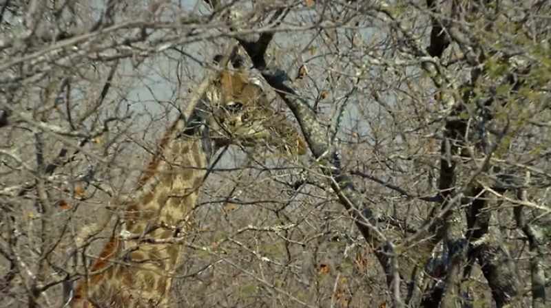 Those giraffes were almost certainly