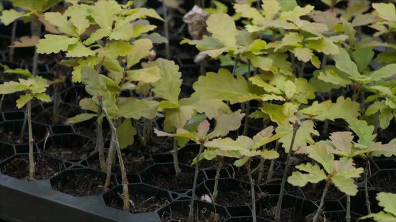 Those saplings right there quite possibly