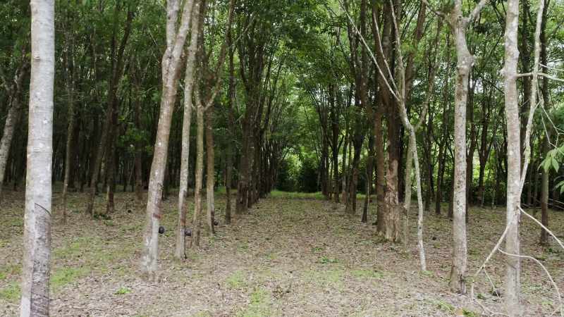 Though a rubber tree can last for 25 years