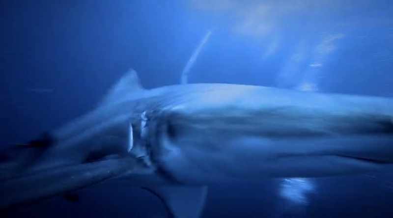 Though blacktips can be dangerous