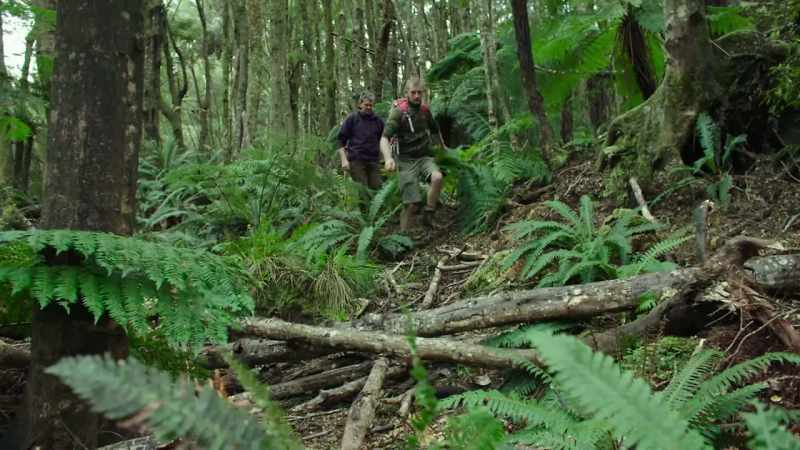 Though less than a metre long, the tuatara would have been
