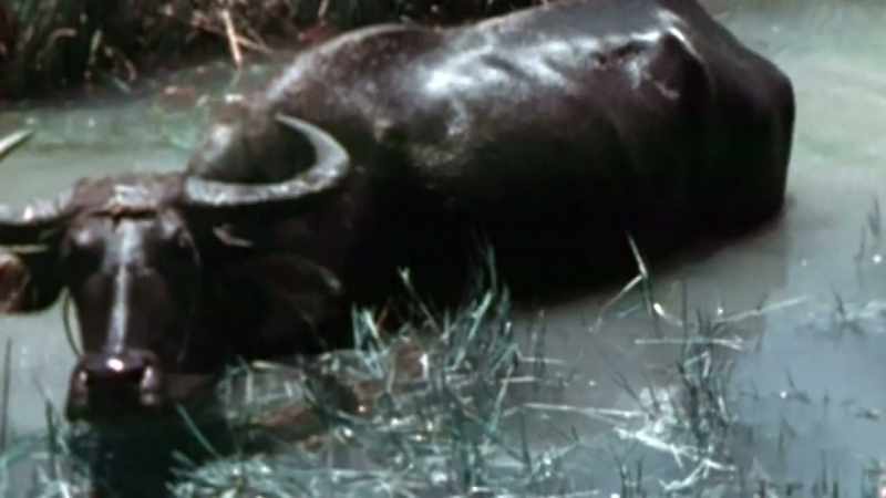 Though the water buffalo don't seem to mind